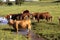 Hereford cows drinking