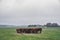 Hereford cows holding a meeting