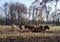 Hereford cows settle down for the night