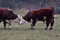 HEREFORD COWS - Young bulls fighting and measuring power