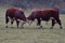 HEREFORD COWS - Young bulls fighting and measuring power