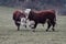 HEREFORD COWS - Young bulls fighting and measuring power