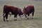 HEREFORD COWS - Young bulls fighting and measuring power