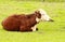 Hereford Heifer Relaxes