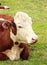 Hereford Heifer Relaxing