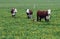 Hereford herd with baby calf