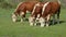 Hereford herd on a pasture