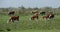 Hereford herd on a pasture