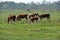 Hereford herd on a pasture