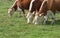 Hereford herd on a pasture