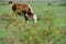 Hereford herd on a pasture