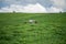 Herefords and Angus cattle grazing on pasture. Cows in a field on top of a hill eating grass, farmed organic and regenerative