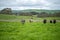 Herefords and Angus cattle grazing on pasture. Cows in a field on top of a hill eating grass, farmed organic and regenerative