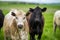 Herefords and Angus cattle grazing on pasture. Cows in a field on top of a hill eating grass, farmed organic and regenerative