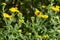 Heriades truncorum bee on yellow fleabane