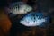 Herichthys carpintis freshwater fish