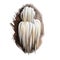 Hericium americanum bear head tooth fungus, an edible mushroom in tooth fungus group isolated on white. Digital art illustration,