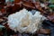 Hericium coralloides or Coral tooth mushroom