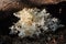 Hericium coralloides mushroom