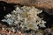 Hericium coralloides mushroom