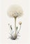 Hericium Erinaceus Botanical Illustration