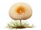 Hericium Erinaceus Botanical Illustration, Fantasy Non-Existent Mushroom