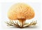 Hericium Erinaceus Botanical Illustration, Fantasy Non-Existent Mushroom, Bearded Tooth Fungus
