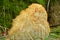 Hericium erinaceus fungus