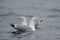 Hering gull are call, norway