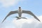 Hering Gull in flight