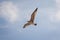 Hering gull flying against blue sky.