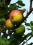 Heritage apples ripening along a country path, Isle of Iona, Scotland