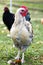 Heritage chickens on a small farm