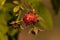 Heritage everbearing red raspberry Rubus idaeus bush growing in spring
