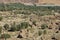 Heritage Farms of Al Ula, Mednah Province, Saudi Arabia
