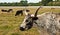 Heritage longhorn cattle, grazing in a fenced in pasture