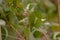 Heritage Raspberry leaves Close-up with vine