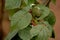 Heritage Raspberry leaves with a dusting of snow