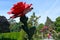 The Heritage Rose Garden in Christchurch Botanic Gardens, New Zealand