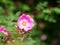 Heritage shrub roses. Malleny Garden, Edinburgh, Scotland