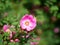 Heritage shrub roses. Malleny Garden, Edinburgh, Scotland