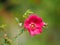 Heritage shrub roses. Malleny Garden, Edinburgh, Scotland