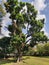 Heritage tree along Round Island Route, Singapore