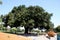 Heritage Tree, Coast Live Oak, Ficus agrifolia