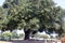 Heritage Tree, Coast Live Oak, Ficus agrifolia