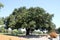 Heritage Tree, Coast Live Oak, Ficus agrifolia