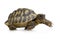 Herman\'s Tortoise - Testudo hermanni