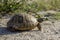 Hermann`s tortoise crawling in the nature in Bulgaria.