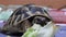 Hermann`s tortoise eating salad at home