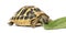 Hermann\'s tortoise eating salad, isolated